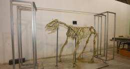 Kayseri’de fosil kazı çalışmalarında bulunan üç toynaklı at iskeleti ayağa kaldırıldı