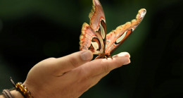 Kelebek etkisi nedir? Kelebek etkisi teorisinin ayrıntıları – Son Dakika Türkiye Haberleri