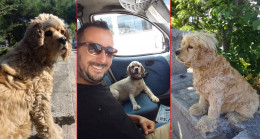 Köpeğini 5 kez buldu, 6. kez çaldılar