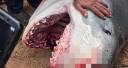Mısır’da köpek balığı saldırısına uğrayan Rus turist öldü