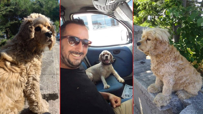 Köpeğini 5 kez buldu, 6. kez çaldılar