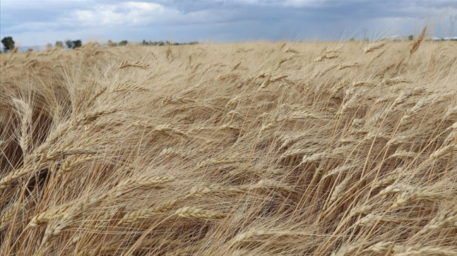Islah edilen ata tohumu “Ahmet Buğdayı”, bu ekim döneminde toprakla buluşacak