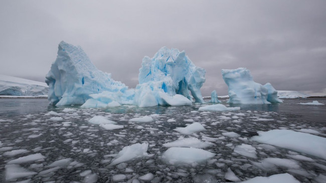 Antarktika’da 20 kollu deniz canlısı keşfedildi – Son Dakika Dünya Haberleri
