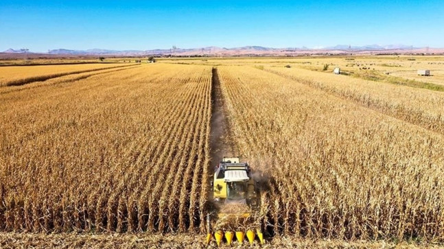 Rusya, tarım savaşında galip geliyor: Tahılda payı arttı – Son Dakika Ekonomi Haberleri