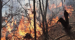 Manisa’da orman yangını – En Son Haber