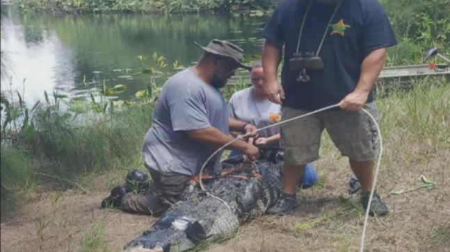 ABD’de 85 yaşındaki kadın timsah saldırısında öldü – Son Dakika Dünya Haberleri