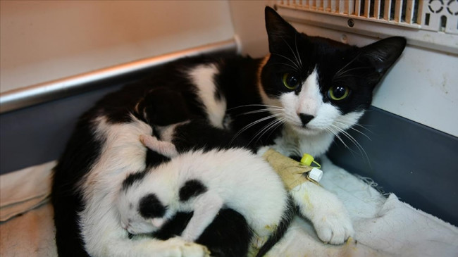 Enkazda doğum yaparken kurtarılan kedinin yavruları sezaryenle alındı