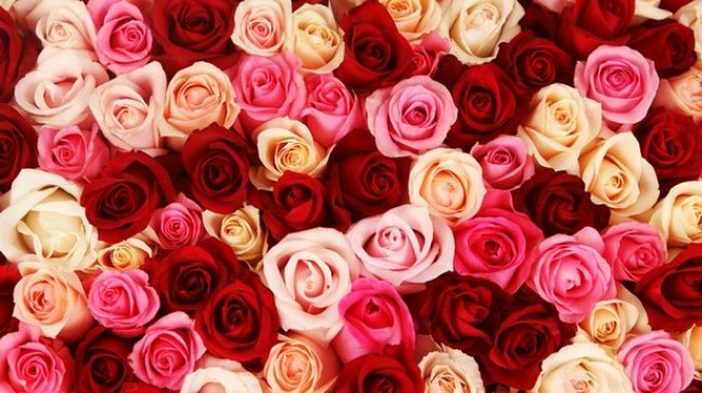 Gül Sirkesi Faydaları Nelerdir? Cilde Faydası Var Mıdır? Gül Sirkesi Nasıl Yapılır? – Son Dakika Haberi