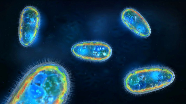 ABD’de “beyin yiyen amip” yine can aldı: Musluk suyundan enfekte oldu – Son Dakika Dünya Haberleri