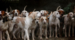Köpek Cinsleri: Evde Bakabileceğiniz En Güzel Büyük, Küçük, Sevimli Köpek Türleri Nelerdir? Köpek Türleri ve Bakımı