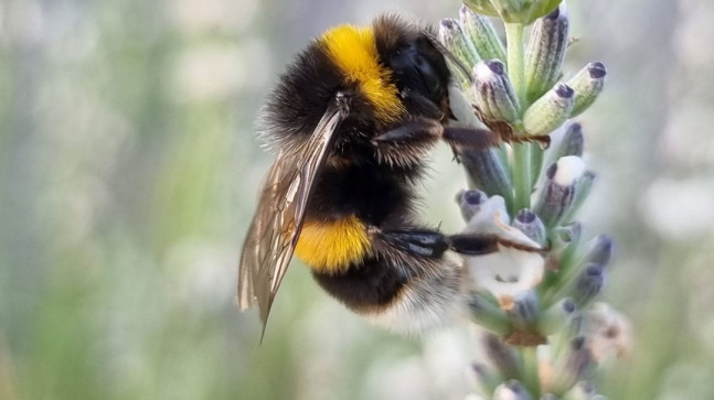 Araştırma: Yaban arıları, deneyimli arıları izleyerek bulmaca çözmeyi öğreniyor