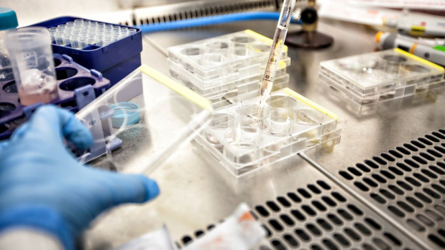 Genetiğin kuralları yıkıldı: İki erkek fareden yavru üretildi – Son Dakika Dünya Haberleri