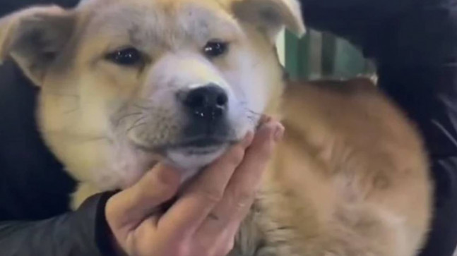 Güney Kore’de bir arazide binden fazla ölü köpek bulundu