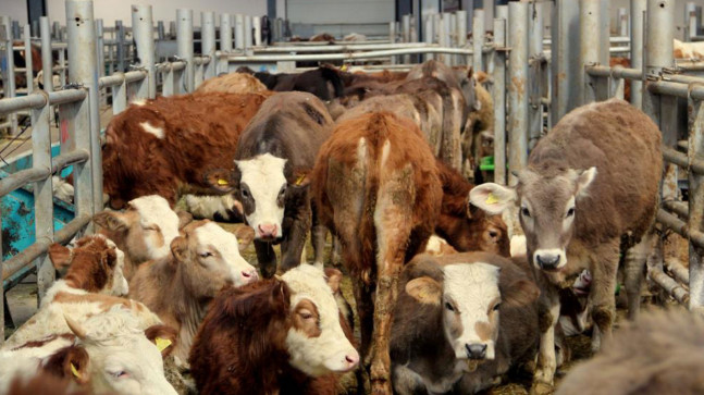 Irak’ta ortaya çıkan SAT-2 serotipi şap hastalığına ilişkin 8 işletmede karantina başlatıldı