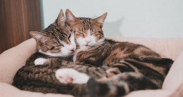 Kedi İsimleri 2023: Minik Dostlarınıza Verebileceğiniz En Güzel, Değişik, Farklı, Popüler, Komik, İngilizce Yaratıcı Dişi ve Erkek Kedi İsimleri