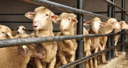 Kurban Bayramı tarihi 2023? Kurban Bayramı ne zaman olacak?