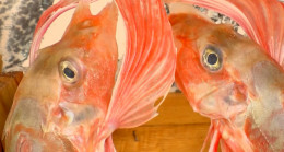 Marmara Denizi’nde balık türü azalıyor