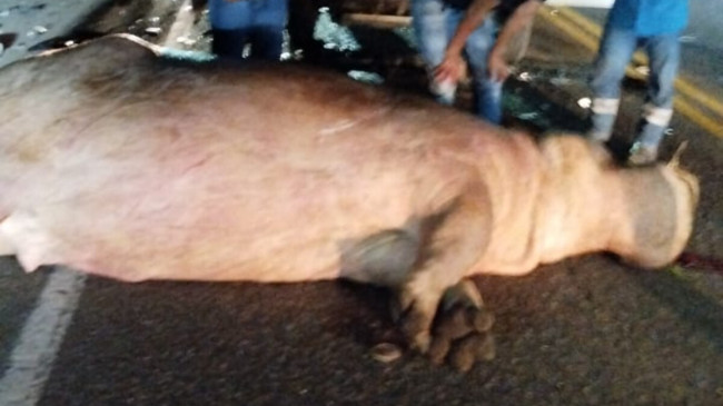 Pablo Escobar’ın su aygırlarından birine otomobil çarptı: Öldü