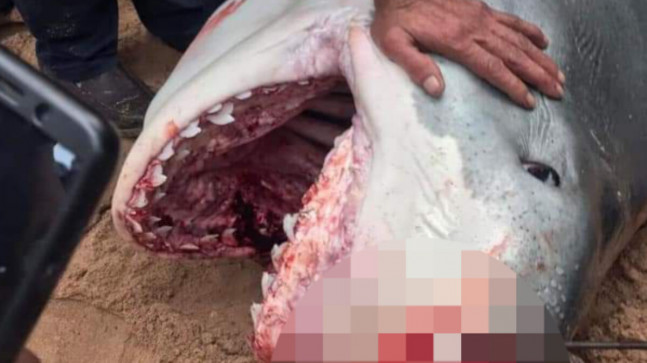 Mısır’da köpek balığı saldırısına uğrayan Rus turist öldü