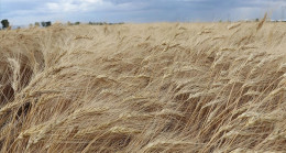 Islah edilen ata tohumu “Ahmet Buğdayı”, bu ekim döneminde toprakla buluşacak