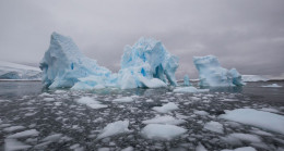 Antarktika’da 20 kollu deniz canlısı keşfedildi – Son Dakika Dünya Haberleri