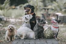 Fino Köpek Cinsleri: Fino Cinsi Köpek Türleri, İsimleri ve Özellikleri Nelerdir?