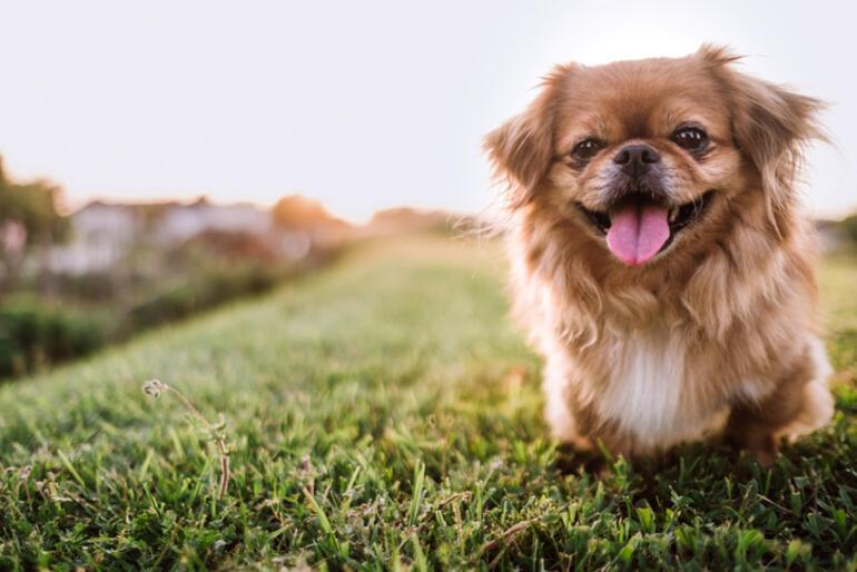 Fino Köpek Cinsleri: Fino Cinsi Köpek Türleri, İsimleri ve Özellikleri Nelerdir