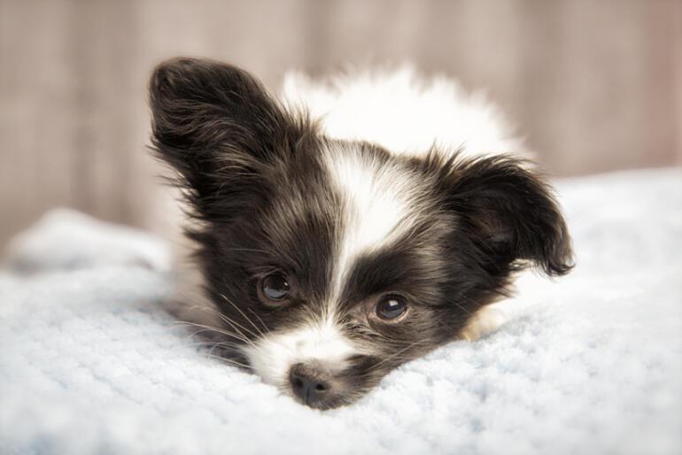 Fino Köpek Cinsleri: Fino Cinsi Köpek Türleri, İsimleri ve Özellikleri Nelerdir