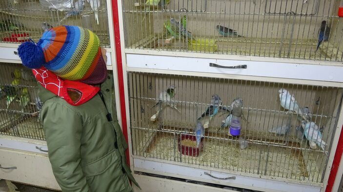 Deprem öncesi öten kuşların fiyatları yükseldi